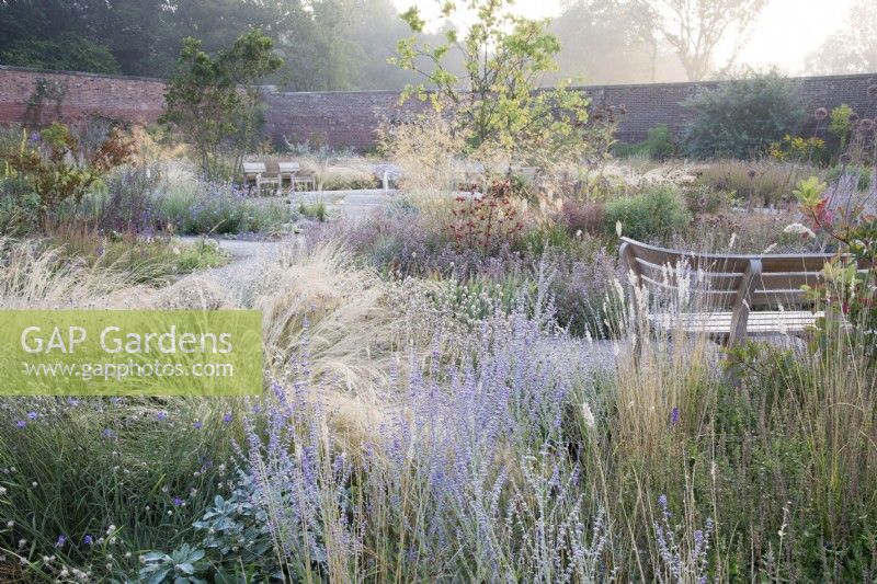 View of the Mediterranean area in the contemporary walled Paradise Garden, in Autumn. Planting includes Stipa lessingiana, Salvia 'Little Spire', Catananche caerulea, Rosa Glauca, Stipa gigantea, Calamintha nepeta 'Blue Cloud', Melica ciliata and Cotinus 'Flame'