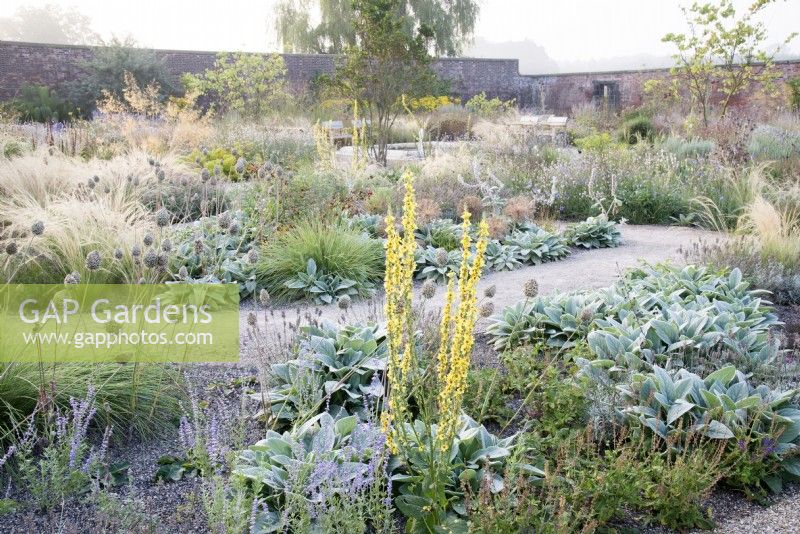 View of the Mediterranean area in the contemporary walled Paradise Garden, in Autumn. Planting includes Stipa lessingiana, Verbascum, Stachys byzantina â€˜Big Earsâ€™ and Allium sphaerocephalon 