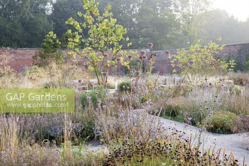 View of the Mediterranean area in the contemporary walled Paradise Garden, in Autumn. Planting includes Stipa gigantea, Calamintha nepeta 'Blue Cloud', Cotinus 'Flame', Succisa pratensis, Anthemis, Salvia 'Little Spire' and Allium 'Summer Drummer'
