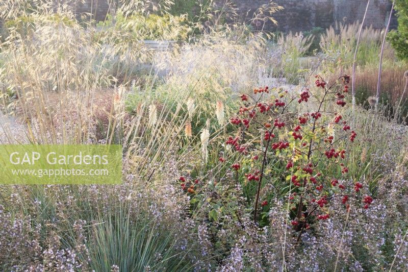 View of the Mediterranean area in the contemporary walled Paradise Garden, in Autumn. Planting includes Catananche caerulea Rosa Glauca, Stipa gigantea and Calamintha nepeta 'Blue Cloud'