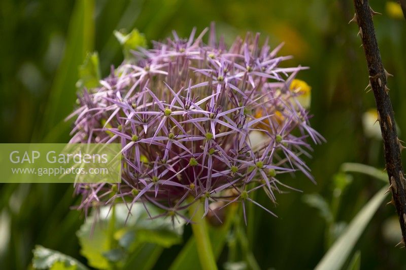 Close-up of Allium 'Globemaster'