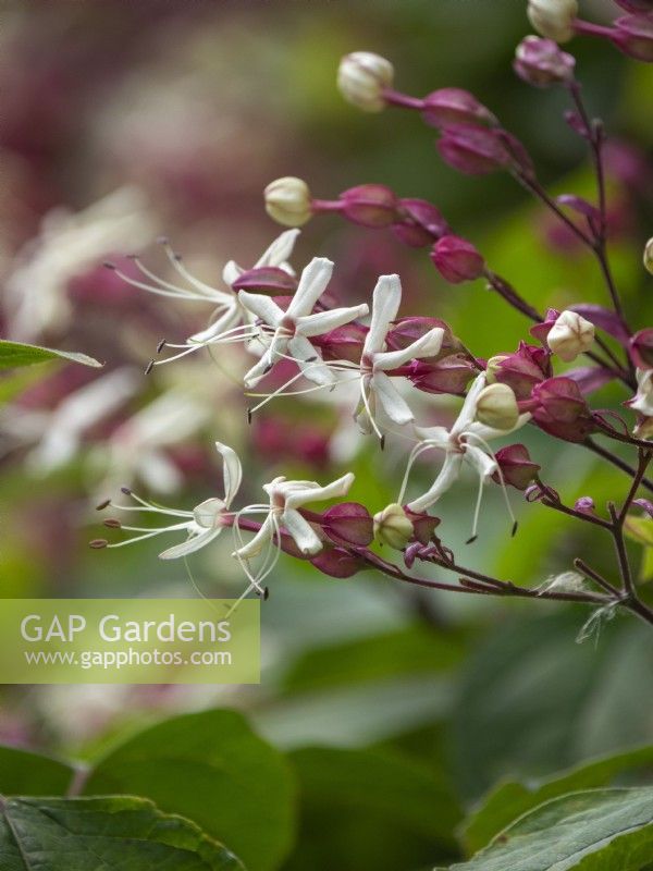 Clerodendron tricotomum fargesii 
