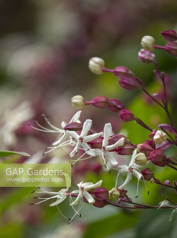 Clerodendron tricotomum fargesii