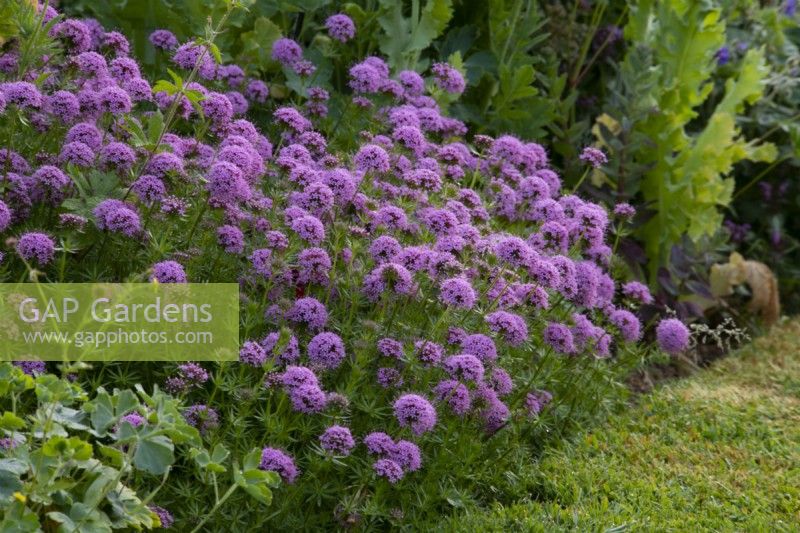 Phuopsis stylosa - Caucassian crosswort, a  purple flower