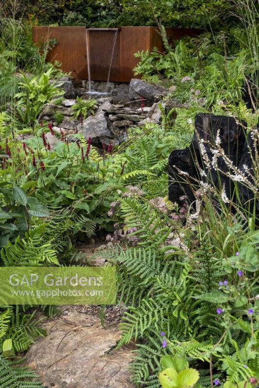 The Yeo Valley Organic Garden, with Athyrium filix-femina - ferns and Persicaria amplexicaulis 'Blackfield' lining the path to the feature water fall. 