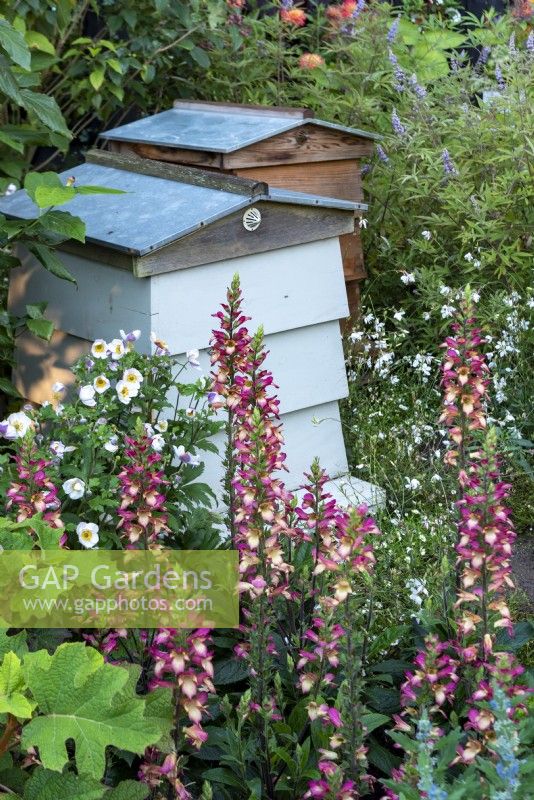 Two bee hives on the RHS COP26 show garden surrounded by: Digiplexis Illumination Flame, Anemone x hybrida and Gaura lindheimeri. 