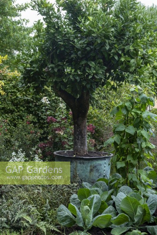 RHS COP 26 garden, in the secion titled 'Balance' shows tender edible plants along side ornamental ones.   In the large copper container is, Citrus X sinensis - an orange tree, which is surrounded by Brassicas - cabbages, Phaseolus coccineus - runner beans and ferns. Designer: Marie-Louise Agius.