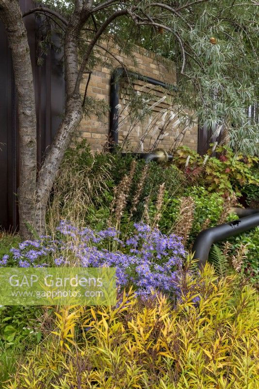 M and G garden, growing by the wall amongst the pipes are: Amsonia illustris, Actaea simplex 'Atropurpurea', Acanthus hungaricus seedheads and Aster sedifolius Nana. 
