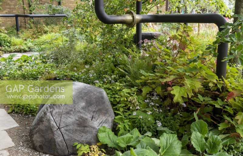 M and G urban garden designed to great a green heaven for people and wildlife. Plants included: Hydrangea quercifolia, Dryopteris wallichii, Symphyotrichum oblongifolium 'October Skies' and Bergenia cilliata 'Wilton' 
