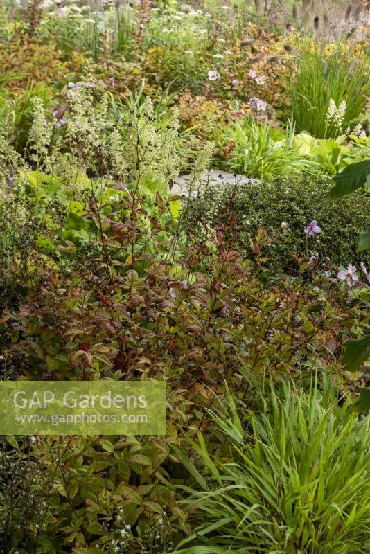 M and G garden has a mellow autumnal feel create by plants including:  Hakonechloa macra, Heuchera villosa Autumn Bride and Pennisetum alopecuroides 'Cassian'. 