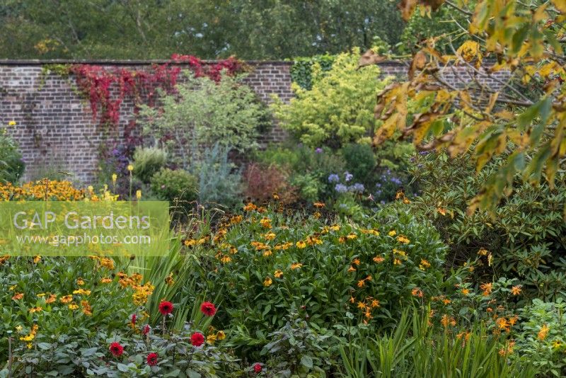 Border with Helenium 'Sahin's Early Flowerer' Dahlia 'Grenadier' and other perennials, beyond shrubs and high wall. 