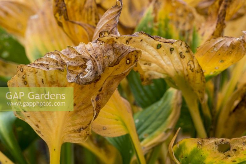 Hosta leaves in autumn turn yellow and curling and cortorting as they decay.
