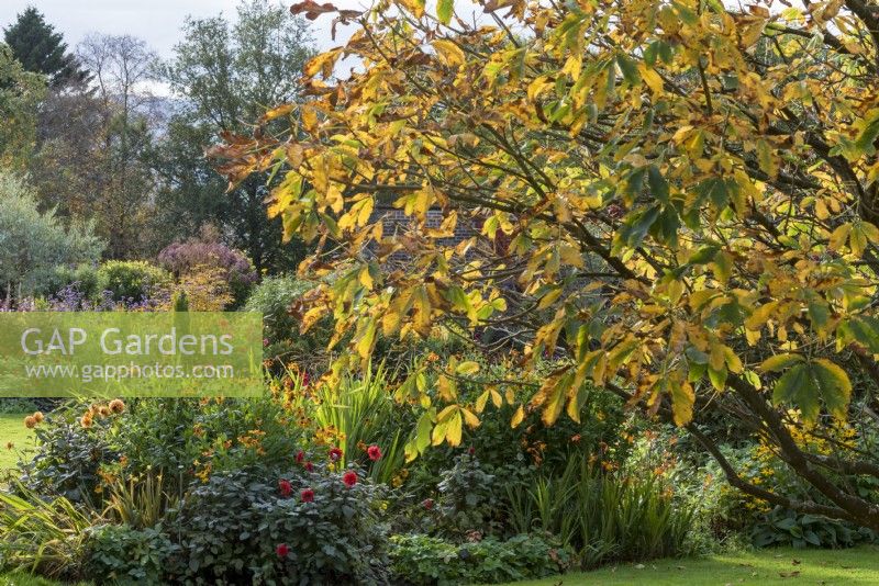 Branches of Aesculus Ã— mutabilis 'Induta' reaching over one of the flower beds at Holehird Gardens.  Plants include; Dahlia 'Grenadier', Helenium 'Sahin's Early Flowerer' and Crocosmia.