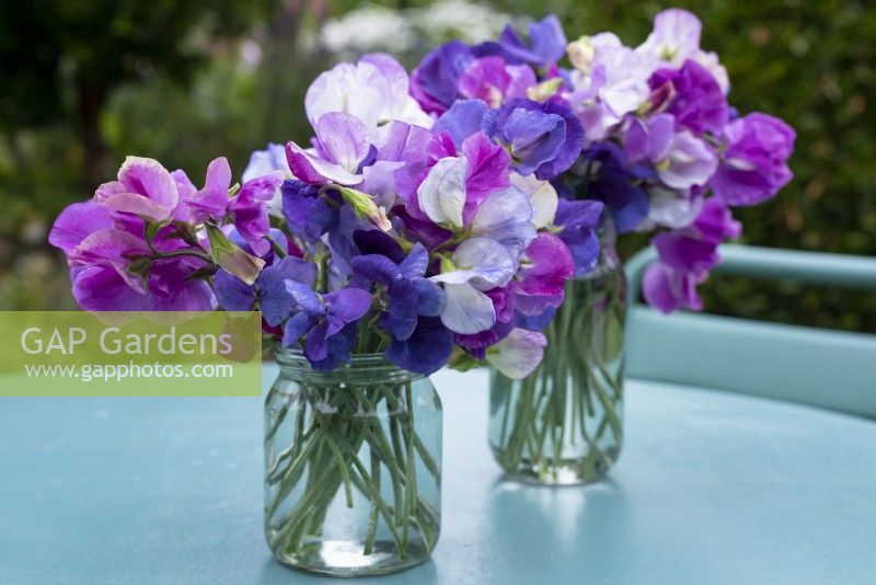 Jam jars of Lathyrus odoratus,  highly scented sweet peas on the garden table.  The more you pick them the more flowers you get.