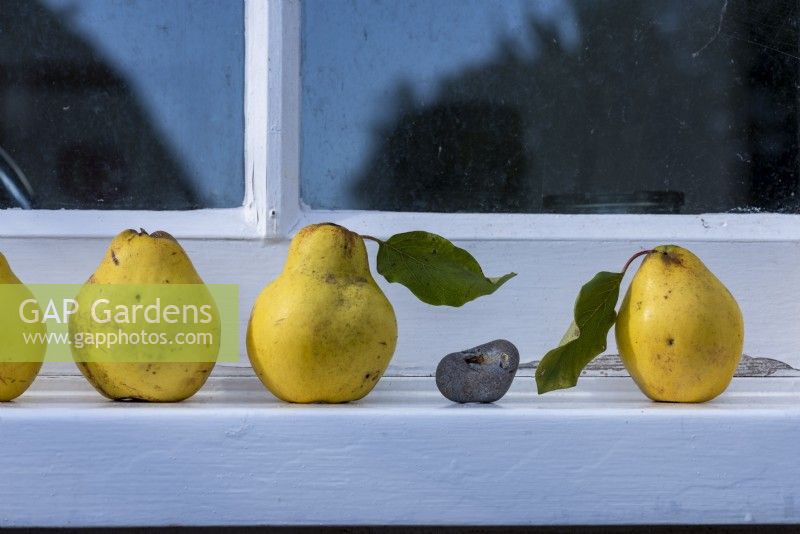 A line of Cydonia oblong - Quince,  placed a long a window sill. 