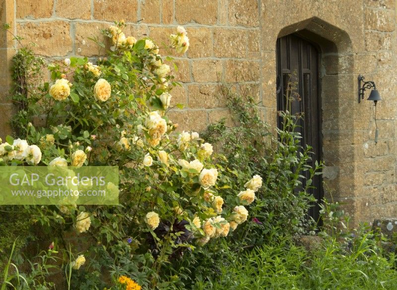 Rosa 'The Pilgrim' on the wall of Lower Severalls Farmhouse