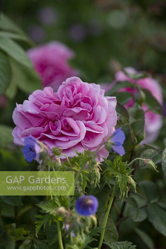 Rosa 'Gertrude Jekyll' surrounded by blue geraniums