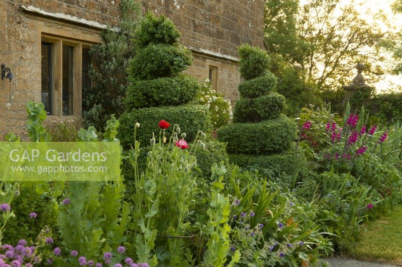Spiral shaped Buxus topiary in a herbaceous border of Papaver - poppy, Geranium and Gladiolus communis in front of Lower Sevaralls Farmhouse
