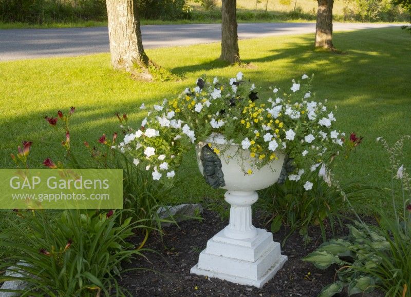 Double white Petunias and yellow Calibrachom in a  white pedestal container in a front garden