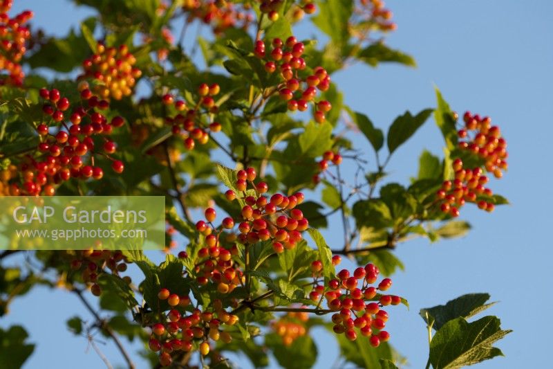 Red fruit on Viburnum trilobum - American Cranberry Bush - against a blue sky