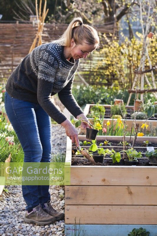 Woman planting berry fruits in raised bed - strawberries and white currant.