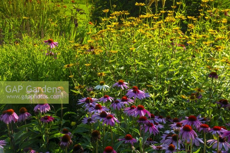 Echinacea purpurea and Heliopsis helianthoides - False Sunflower - in a border in an informal country garden
