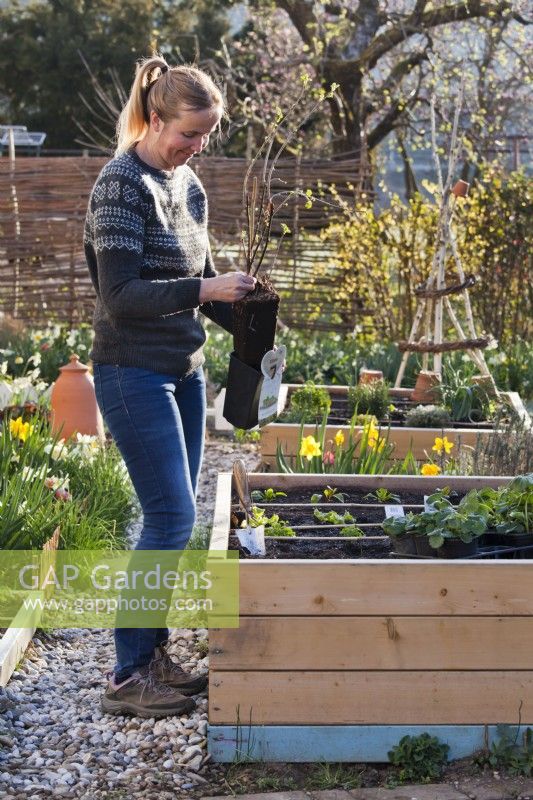 Woman planting white currant in raised bed.