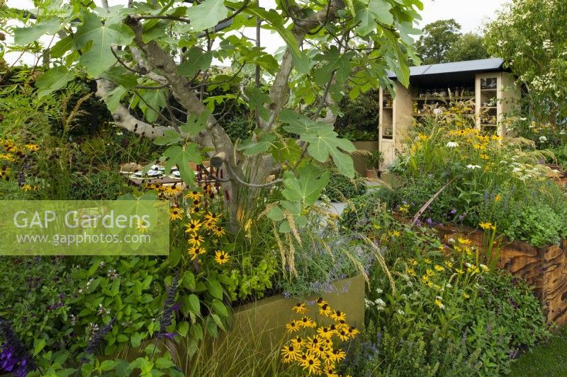 Ficus carica and perennials in wooden containers around a dining area in the Parsely Box Garden.  Perennials include: Rudbeckia fulgida var sullivanti 'Goldsturm'. 