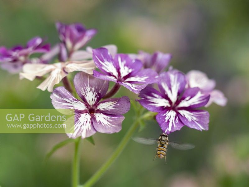 Hoverfly approaching Phlox drummondii 'Creme Brulee' - Annual Phlox - July