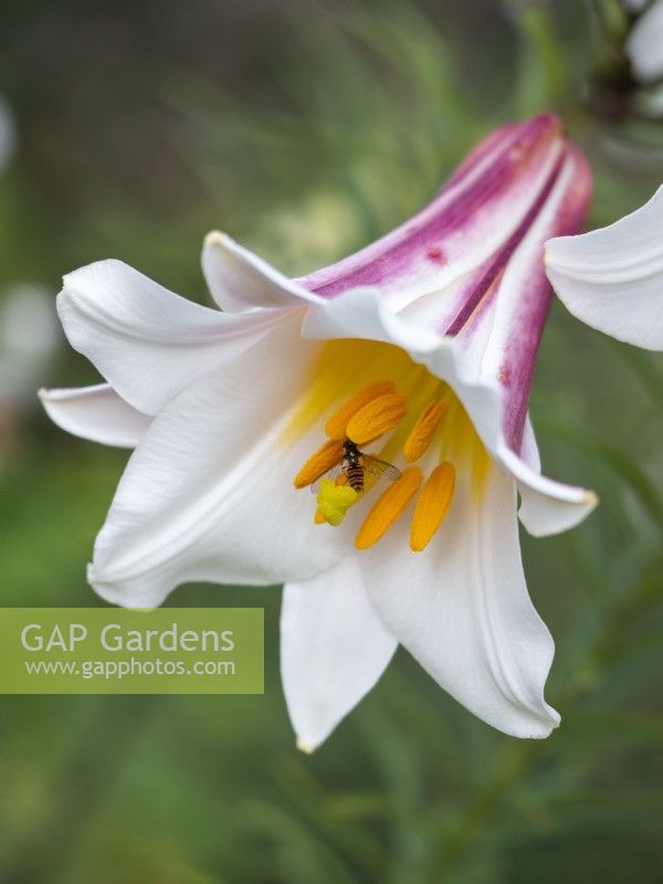 Hoverfly visiting Lilium regale - Regal Lily - July