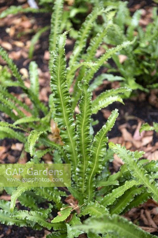 Asplenium scolopendrium 'angustifolia omnilacerata' tongue fern. 