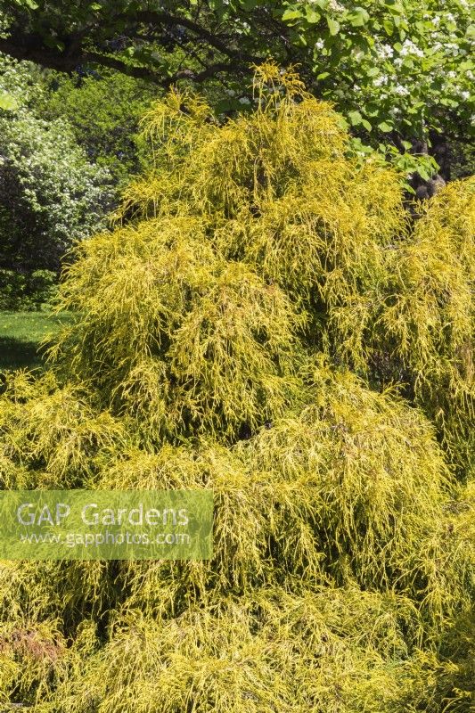 Chamaecyparis pisifera 'Lemon Thread' - Sawara False Cypress tree - May
