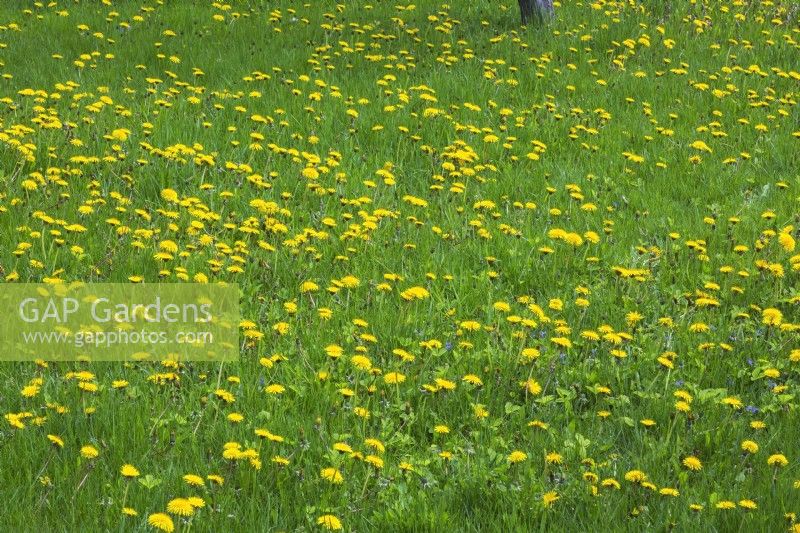 Yellow flowering Taraxacum - Dandelion weeds on green grass lawn - May