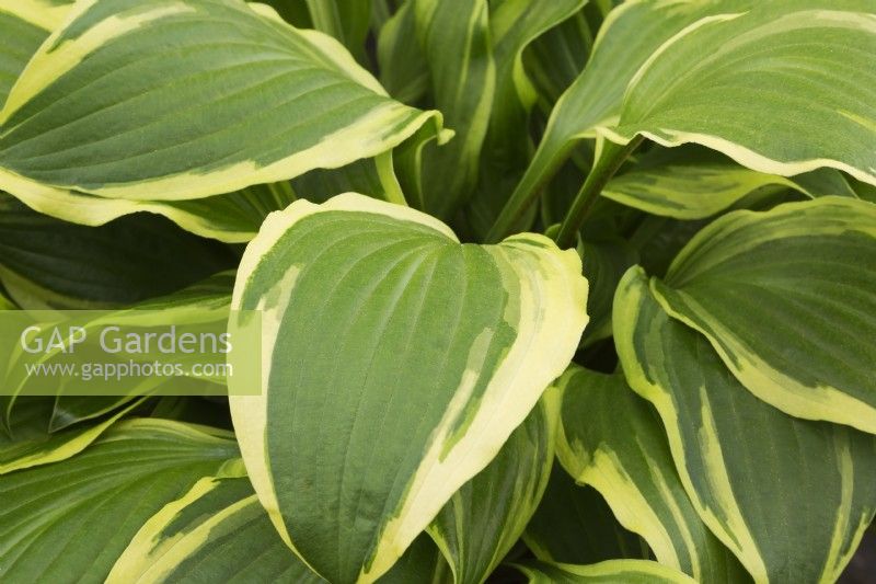 Hosta 'Rubies and Ruffles' - Plaintain Lily - May