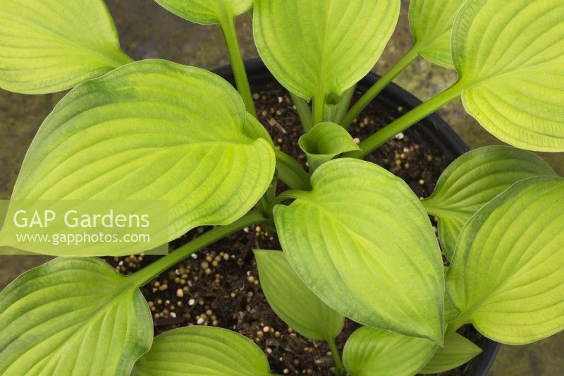 Hosta 'Midwest Magic' - Plaintain Lily growing in a container - May