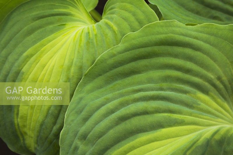 Hosta 'Beyond Glory' - Plaintain Lily - May