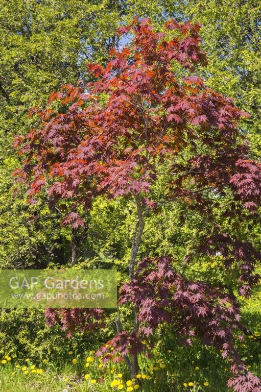 Acer palmatum 'Atropurpureum' - Japanese Maple tree - May