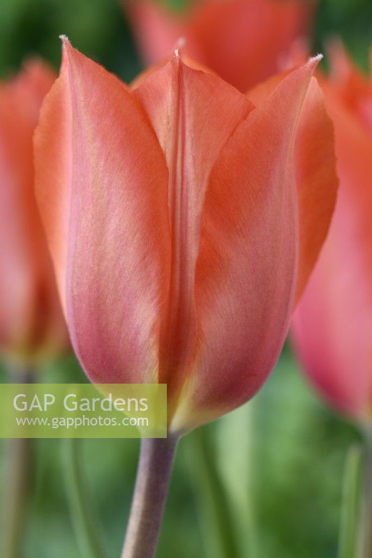 Tulipa  'Temple of Beauty'  Tulips  Single Late Group  April
