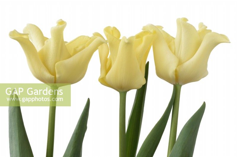 Tulipa  'Yellow Crown'  Tulips  Triumph Group  April
