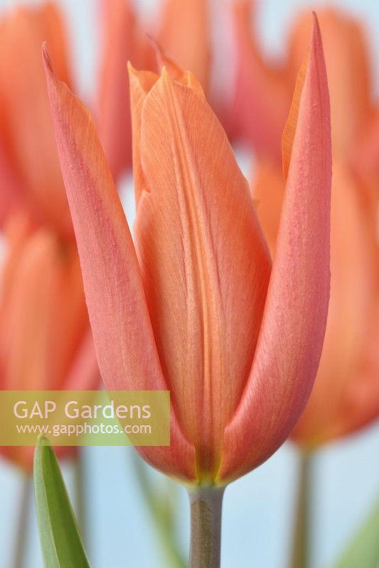 Tulipa  'Flutes on Fire'  Tulips  Lily-flowered Group  May

