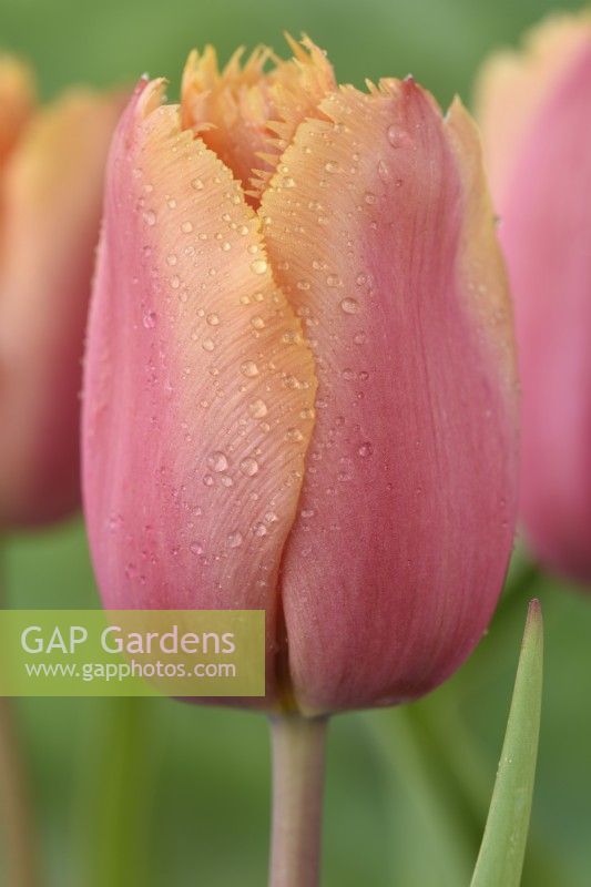 Tulipa  'Lambada'  Tulips  Fringed Group  May