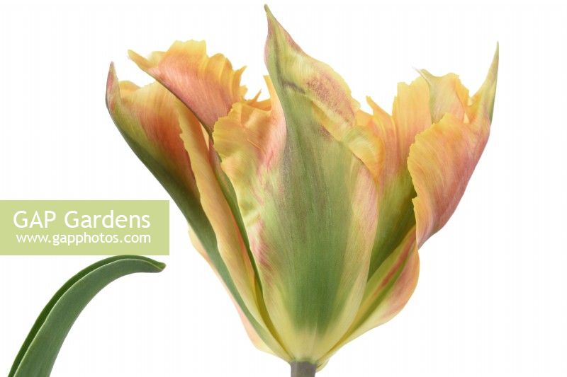 Tulipa  'Golden Artist'  Tulips  Viridiflora Group  May