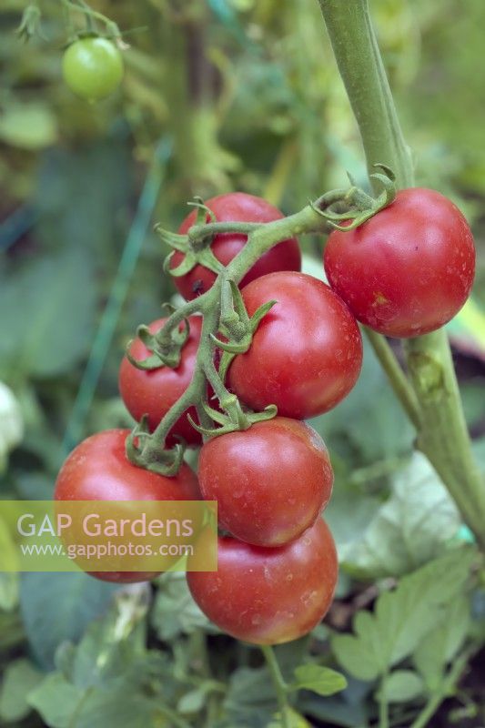 Solanum lycopersicum - Tomato variety bred for selling 'on the vine' so that the whole truss of fruits ripen together.