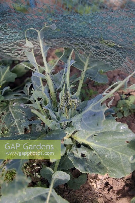 Larvae of Pieris brassicae - Large White Butterfly on Brassica - Cabbage plant. The net failed to completely protect the plants