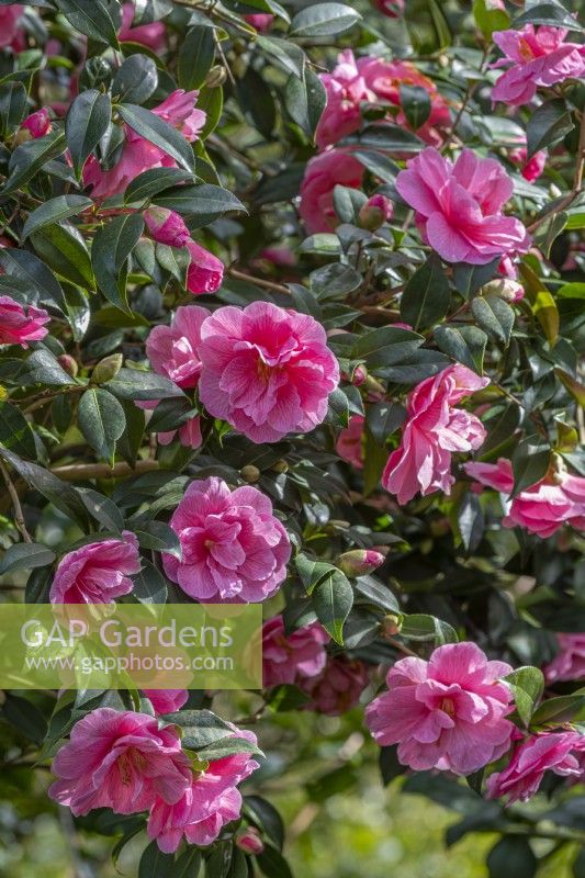 Camellia 'Donation' flowering in Spring - March