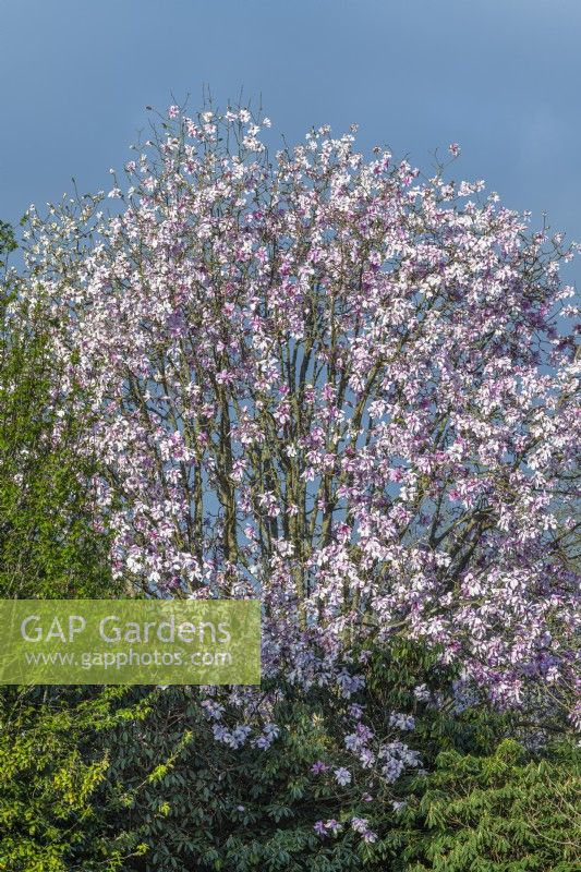 Magnolia sargentiana var. robusta tree flowering in Spring - March