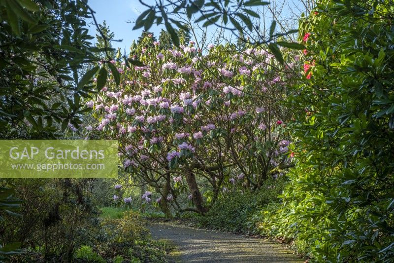 Rhododendron sutchuenense flowering alongside a garden path in Spring - March