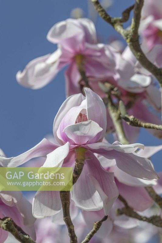 Magnolia sargentiana var. robusta flowering in Spring - March