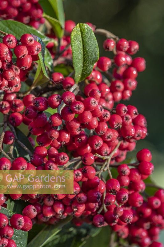 Cotoneaster x watereri 'Cornubia' berries in autumn - September