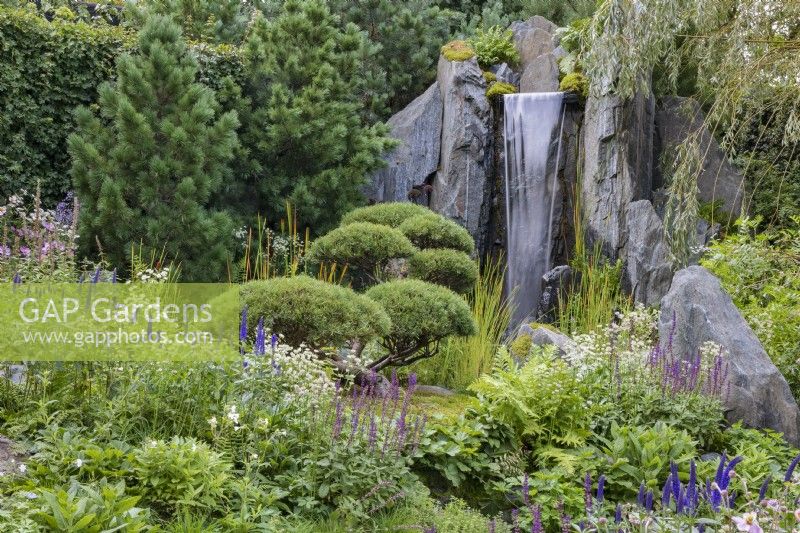 Waterfall cascades down rocks with a calm green, white and purple planting in the foreground, punctuated by cloud-pruned pines Pinus mugo 'Gnom', and backed by Pinus cembra. Foreground plants include Salvia nemerosa 'Caradonna' and Astrantia major 'Star of Billion'. Bodmin Jail: 60degrees East - A Garden between Continents.